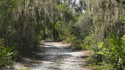 Forest CGI VFX Footage with HDRI