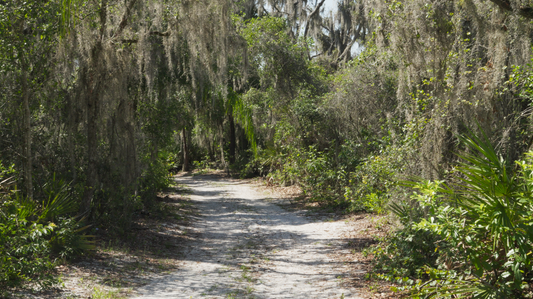 Forest CGI VFX Footage with HDRI