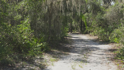 Forest CGI VFX Footage with HDRI