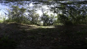 Forest Canopy HDRI