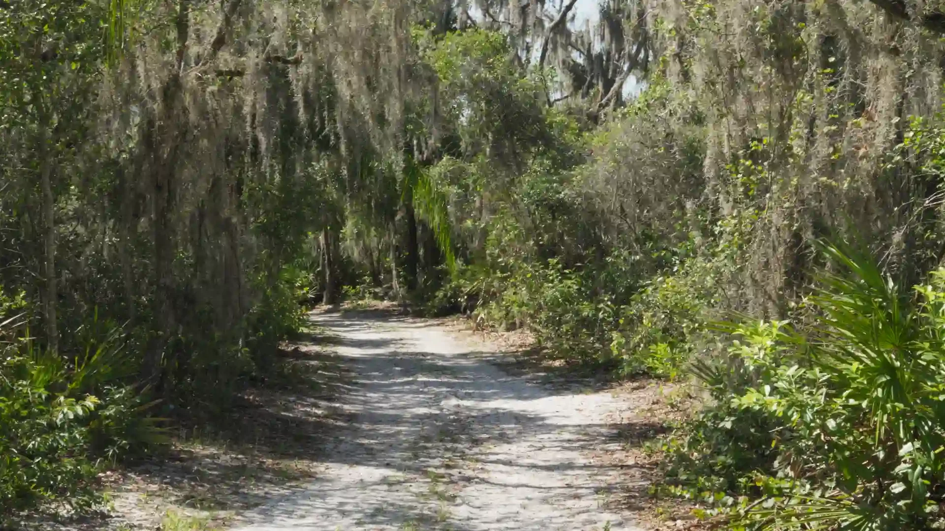 forest-path-vfx-preview